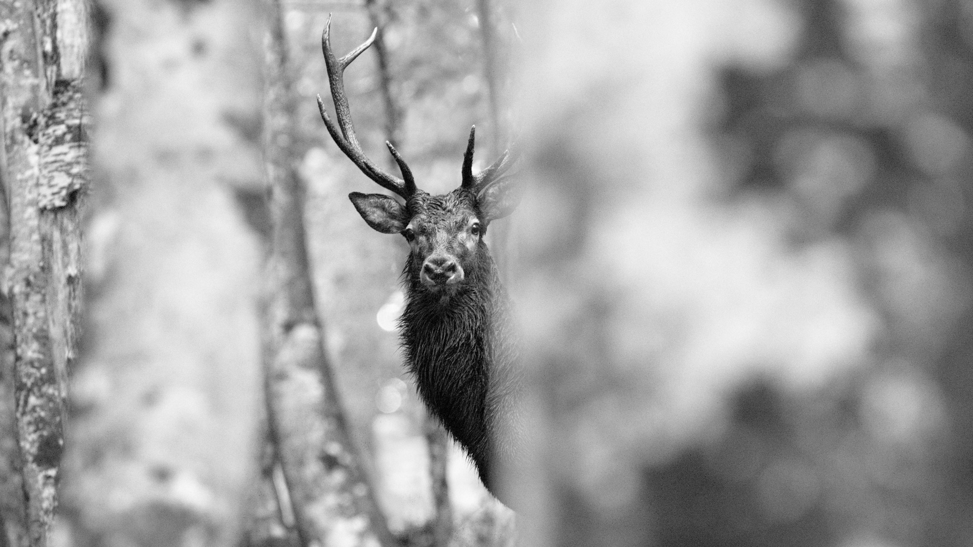 cerf-refuge-les-estagnous